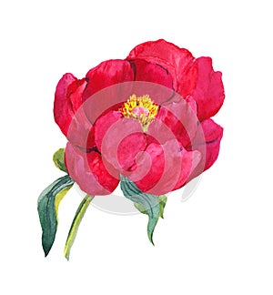 Red peony flower. Watercolor hand painted drawing