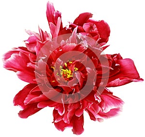 Red peony flower on white isolated background with clipping path. Closeup. For design.