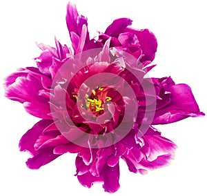 Red peony flower on white isolated background with clipping path. Closeup. For design.