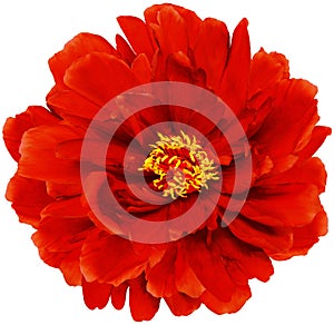 Red peony flower on white isolated background with clipping path. Closeup. For design.