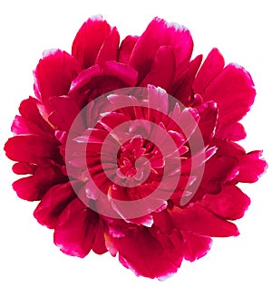 Red peony flower on white isolated background with clipping path. Closeup. For design.