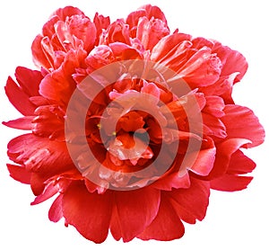 Red peony flower on a white isolated background with clipping path.  For design.  Closeup.