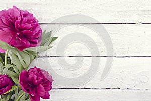 Red peony flower on white rustic wooden background with empty sp