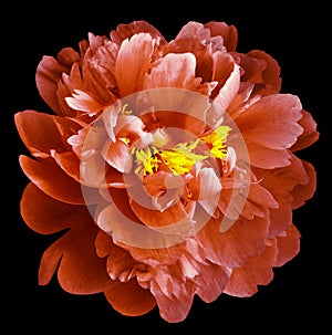 Red peony flower with yellow stamens on an isolated black background with clipping path. Closeup no shadows. For design.