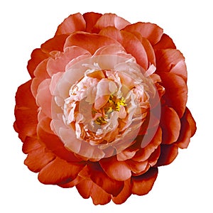 Red peony flower with yellow stamens on an isolated white background with clipping path. Closeup no shadows. For design.