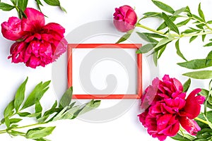 Red peony flowers and empty photo frame on white