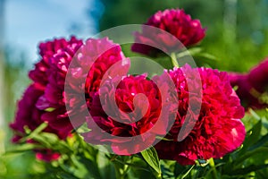 Red peony flowers Henry Bockstoce