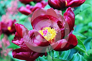 Red peony in garden