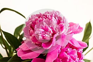 Peonia 