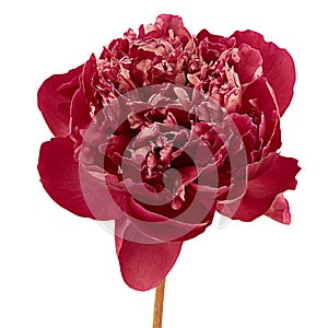 Red peony isolated