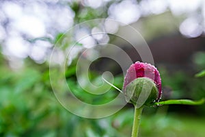 Red peony Paeonia Officinalis  flower bud after rain close up shot