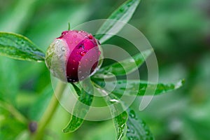 Red peony Paeonia Officinalis  flower bud after rain close up shot