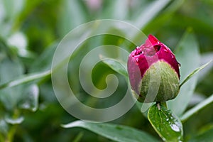 Red peony Paeonia Officinalis flower bud after rain close up shot