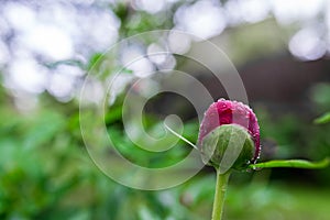 Red peony Paeonia Officinalis  flower bud after rain close up shot photo