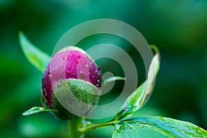 Red peony Paeonia Officinalis  flower bud after rain close up shot photo