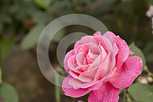 Red peony paeonia suffruticosa dewdrop