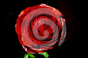 Red peony plant, macro photo.