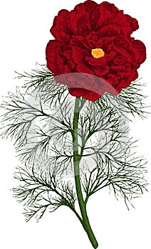 Red peony tenuifolia flower. Vector