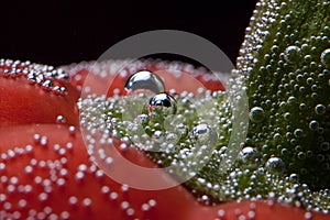 red pepper between bubbles