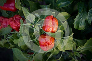 Red pepper growing