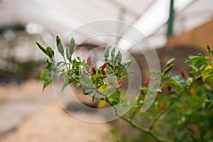 Red pepper standing in the greenhouse