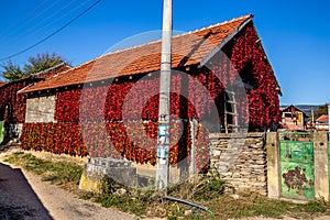 Red Peppers In Donja Lokosnica, Leskovac, Serbia