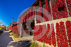 Red Peppers In Donja Lokosnica, Leskovac, Serbia