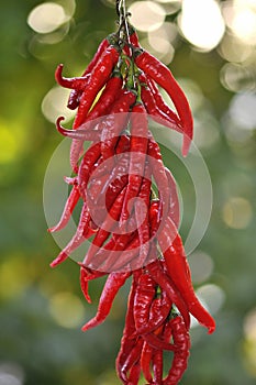 Red peppers in a drying chain