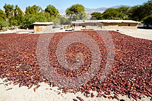 Red Peppers Drying - Salta - Argentina