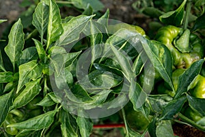 Red peppers growing on a bush