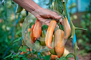 Red peppers grown in a greenhouse on an organic farm