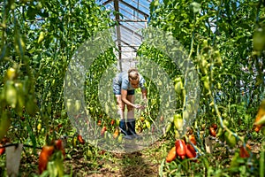 red peppers grown in a greenhouse on an organic farm
