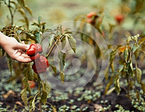 Red peppers in hand