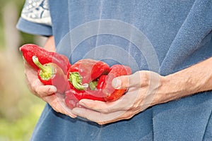 Red peppers in hands