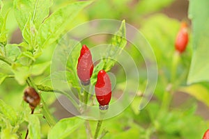 The red peppers on the tree