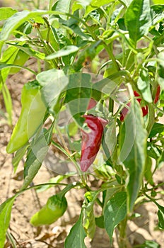 Red peppers  in the vegetable garden