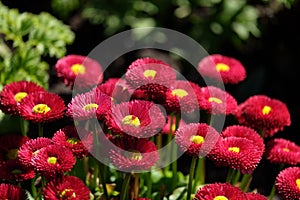 Red Perennial Daisy Flower Head