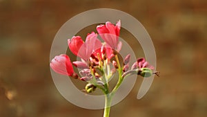 red perigrina flowers with buds