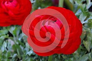 Red Persian Buttercup Flower Ranunculus asiaticus