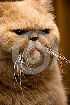 Red Persian Cat