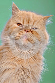 Red Persian cat against green