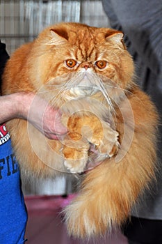 Red persian cat