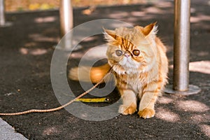 Red Persian cat with a leash walking in the yard.