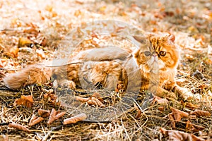 Red Persian cat with a leash walking in the yard.