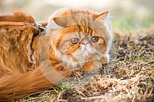 Red Persian cat with a leash walking in the yard.