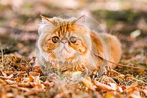 Red Persian cat with a leash walking in the yard.