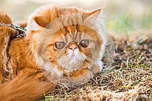 Red Persian cat with a leash walking in the yard.