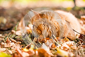 Red Persian cat with a leash walking in the yard.