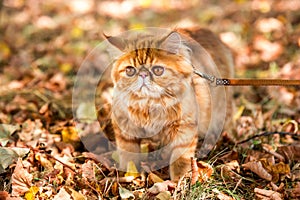 Red Persian cat with a leash walking in the yard.