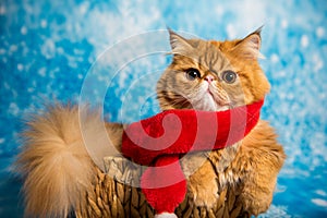 Red Persian cat img